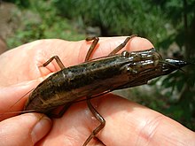 Atya lanipes, sebuah crustacea (udang air tawar).jpg