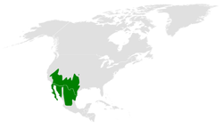 Auriparus flaviceps distribution map.png