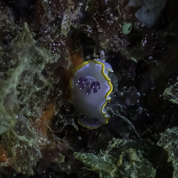 File:Babosa de mar (Felimida purpurea), Parque natural de la Arrábida, Portugal, 2020-07-23, DD 66.jpg