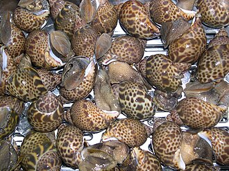 Babylonia japonica for sale at a fishmarket in Japan. Babylonia japonica 03 at a fishmarket.JPG