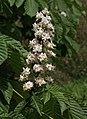 Baden-Baden-Aesculus hippocastanum-84-Rosskastanie-Bluete-2012-gje.jpg