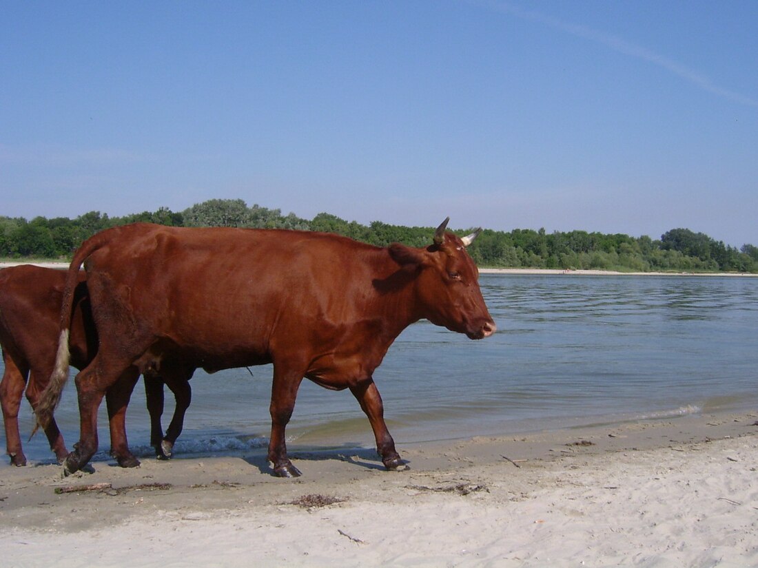 Bagajevszkajai járás