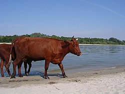 Livestock in Bagayevsky District