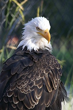 Bald Eagle Plumage.jpg