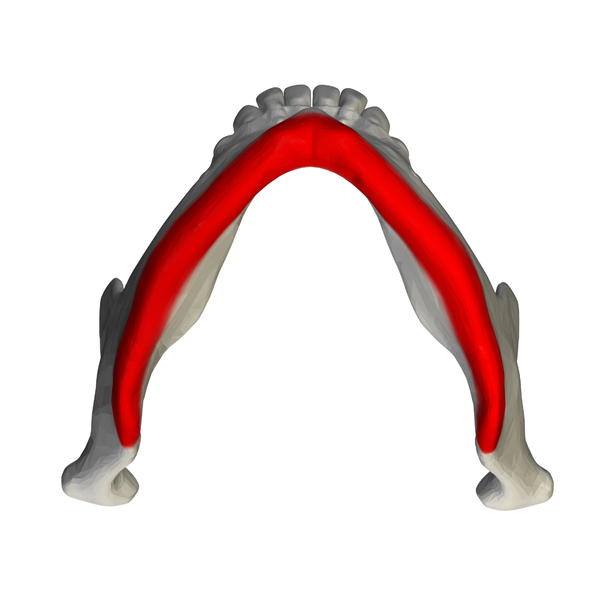 File:Base of mandible - close up - inferior view01.png