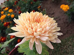 Beautiful Chrysanthemum.JPG