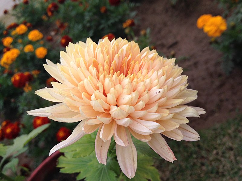 File:Beautiful Chrysanthemum.JPG