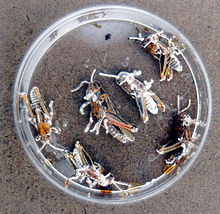 Grasshoppers killed by Beauveria bassiana Beauveria.jpg