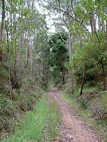 Old railway line from Colac to Beech Forest, now Old Beechy Rail Trail.[14]