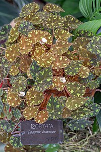 Begonia bowerae NBG