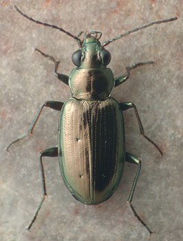 Bembidion americanum