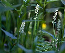 Bensoniella oregona (Oregon bensoniella) (32861973466).jpg