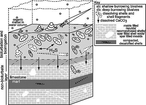Bioturbation and bioirrigation in the sediment at the bottom of a coastal ecosystems Benthic bioturbation and bioirrigation.jpg