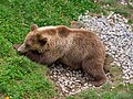 * Nomination Bear in the bear park next to the Nydegg Bridge in Bern --Ermell 06:44, 24 November 2023 (UTC) * Promotion  Support Good quality. --Pdanese 17:09, 24 November 2023 (UTC)