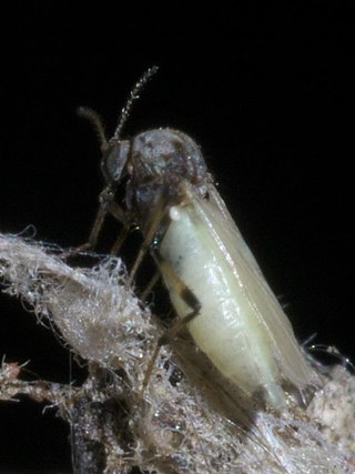 <i>Bezzia nobilis</i> Species of fly