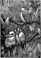 Bird Engraving.jpg