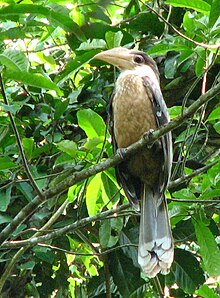 Oiseau Calao brun à gorge blanche (rognée) .jpg