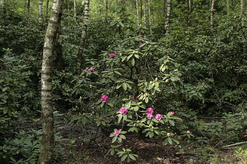 File:Birken Rhododendron-Wald Venner Moor MG 2342.jpg