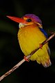 Black-backed Kingfisher (Ceyx erithacus) (8066957489) (cropped).jpg