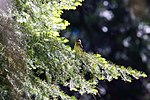 Thumbnail for File:Black-headed grosbeak (48113974602).jpg