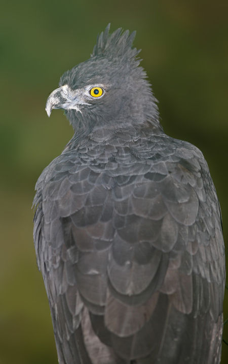 Spizaetus_isidori