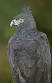 Black-and-chestnut eagle