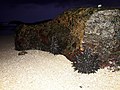 Black sea urchins (Stomopneustes variolaris).jpg