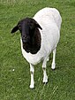 Blackhead Persian sheep.jpg