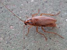 Blattodea. Cascuda. Santiago de Compostela 1.jpg