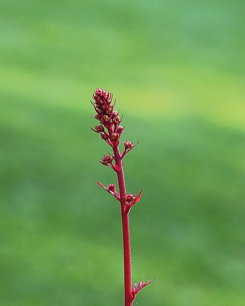 File:Bloemknoppen van Heuchera marmalade 01.JPG