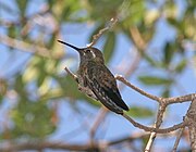 Blue-throated Mountaingem, Cave Creek Canyon, Chiricahua Mts.jpg