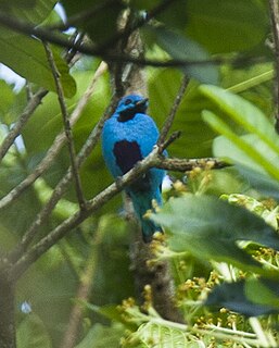 Blue cotinga Species of bird