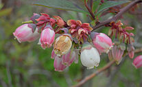 Blueberry shoestring virus - flowers.jpg