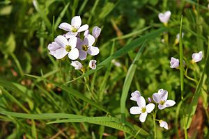 Meadow foam herb (Cardamine pratensis)