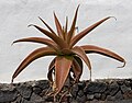 * Nomination Aloe thraskii at Bodega El Grifo --Mike Peel 07:28, 13 March 2024 (UTC) * Promotion  Support Good quality. --Poco a poco 22:24, 13 March 2024 (UTC)