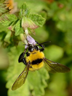 Bombus argillaceus male 1.jpg