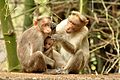 Bonnet macaque allogrooming while infant suckles