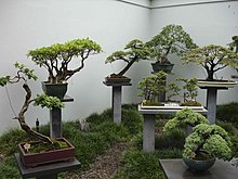 карликовые деревья для бонсай