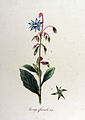 Borago officinalis — Flora Batava — Volume v12.jpg