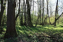 Boschi del Vignolo-forêt d'aulne noir-Garlasco, Italie.jpg