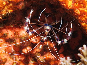 Boxer shrimp at Batu Moncho.JPG