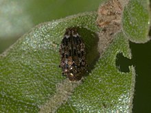 Brachys ovatus P1030976a.jpg