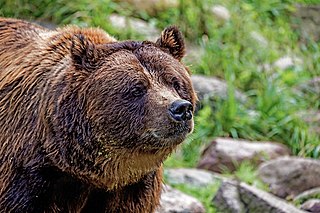 Der Braunbär gehört zu den S