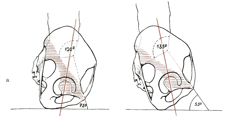 File:Braus 1921 231.png