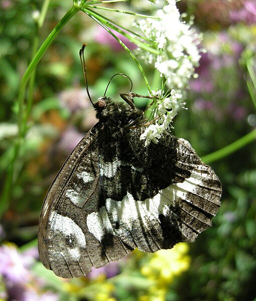 File:Brintesia circe - Silene.jpg