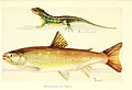 British reptiles, amphibians, and fresh-water fisches ((n.d.)) (20230590560).jpg