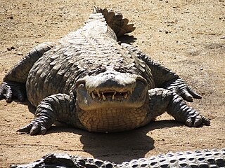 Archivo:Broad-snouted caiman  - Wikipedia, la enciclopedia libre