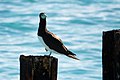 Brown Booby Eastern Island MIdway Atoll 2019-01-17 19-09-45 (40338579643).jpg