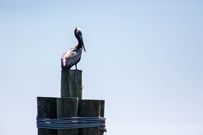 File:Brown pelican (34600706722).jpg