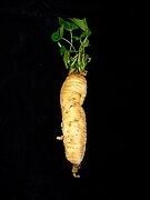 Bryonia dioica (Red Bryony), Root